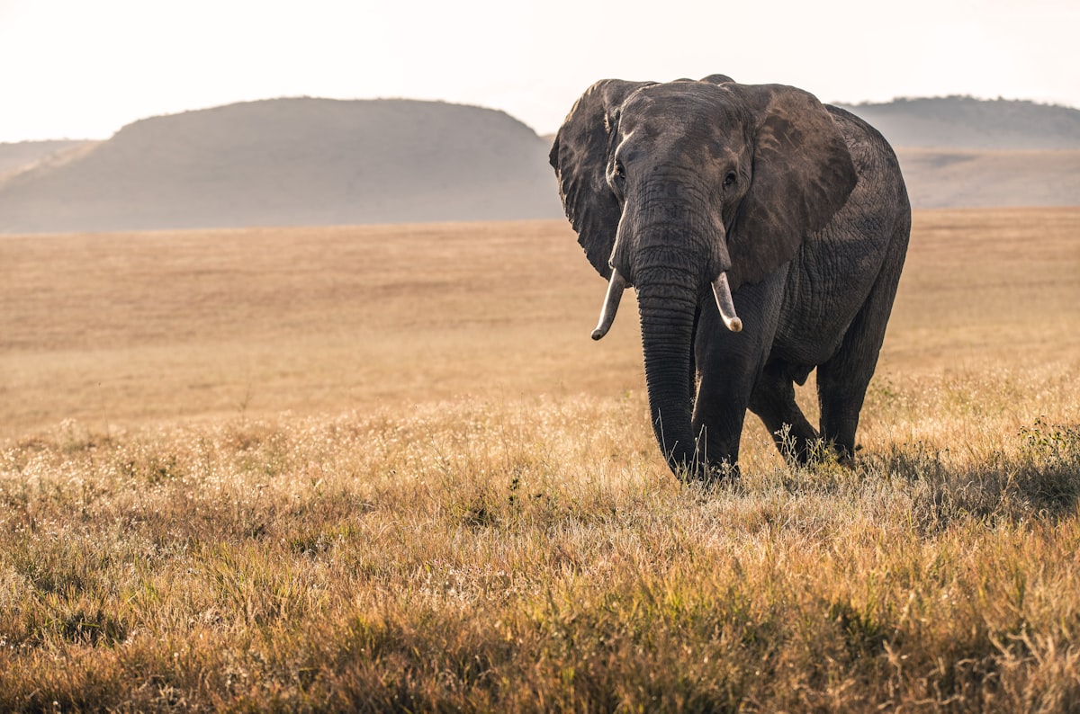 Yala National Park Safari 2