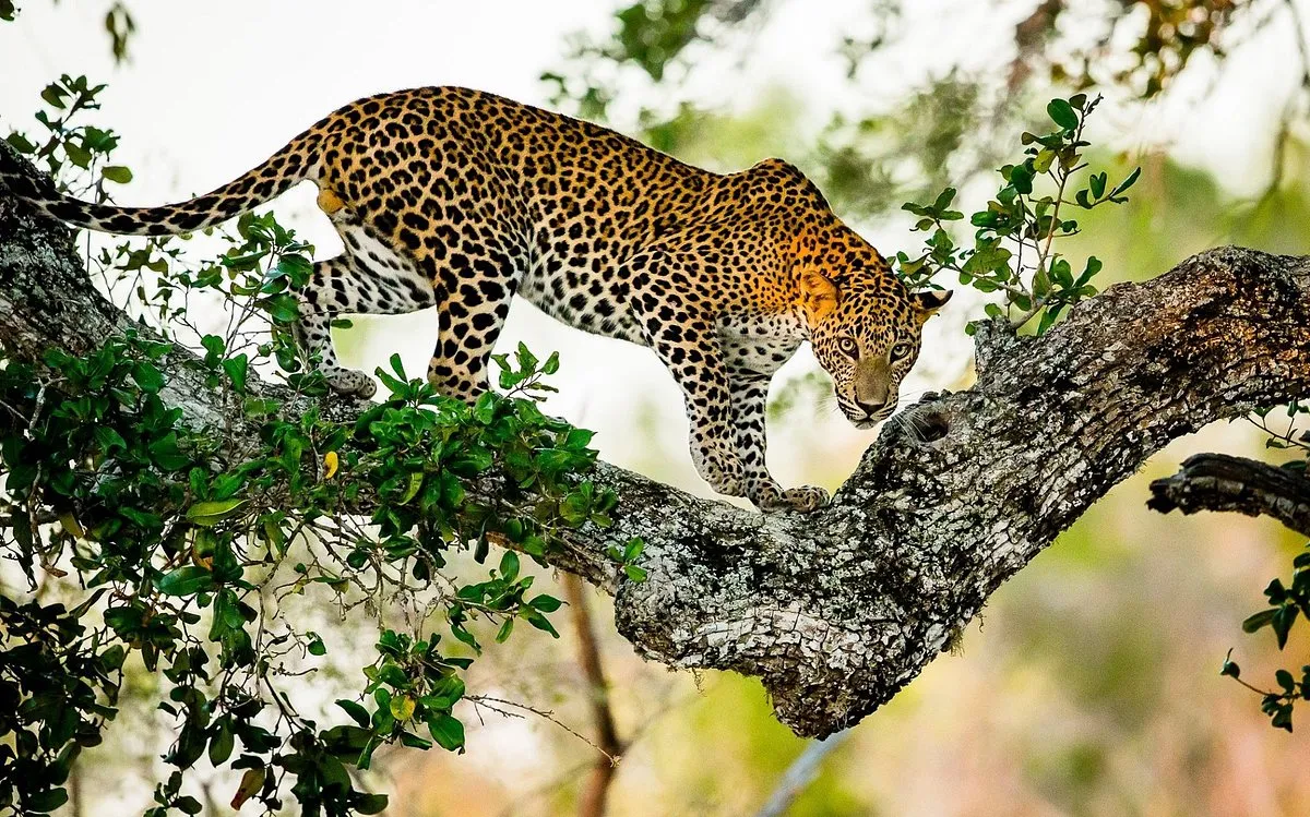 Safari in Yala National Park
