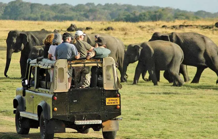 Safari in Yala National Park 2