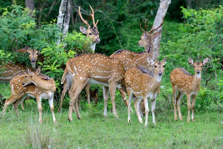 Safari in Yala National Park 3