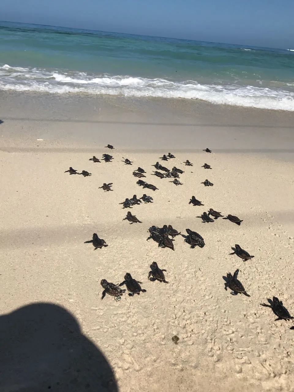 Visit to the turtle nursery 2