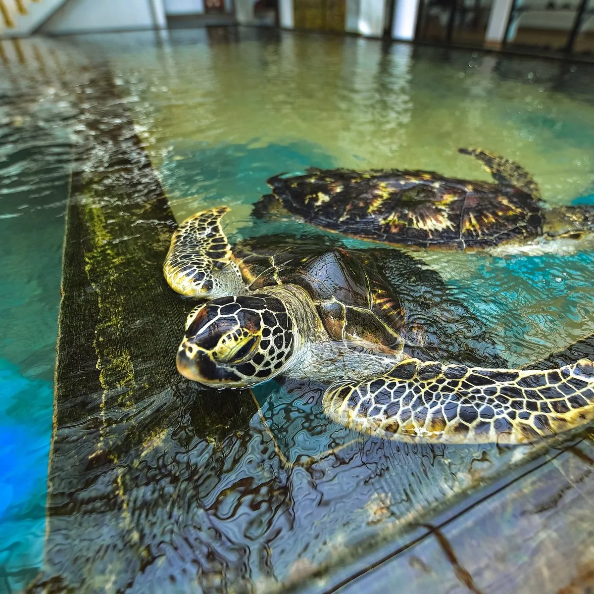 Visit to the turtle nursery 3