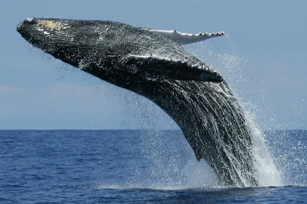 Whale watching in Mirissa 2