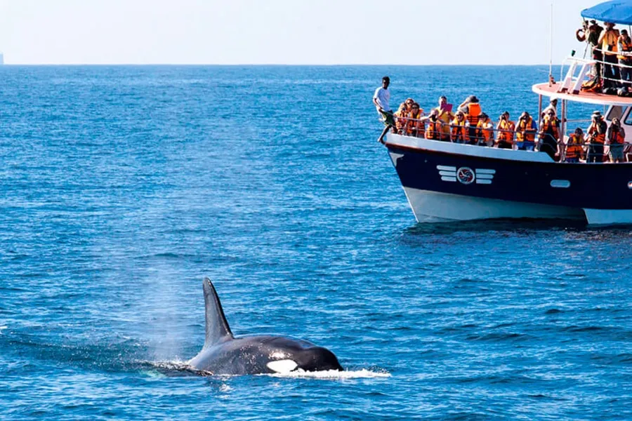Whale watching in Mirissa 3