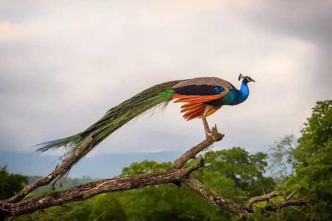 Udawalawe Park 2