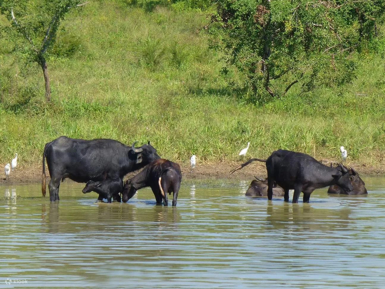 Udawalawe Park 3