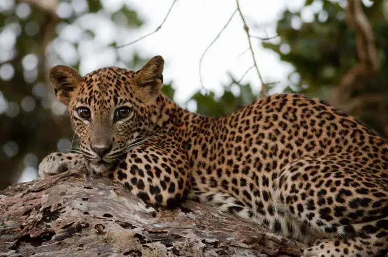Yala Nature Reserve
