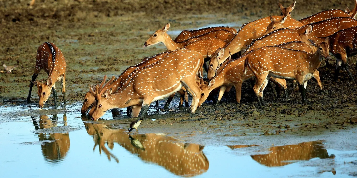 Yala Nature Reserve 2