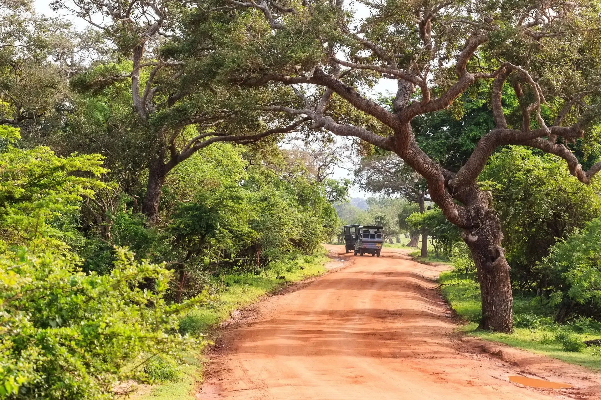 Yala Nature Reserve 3
