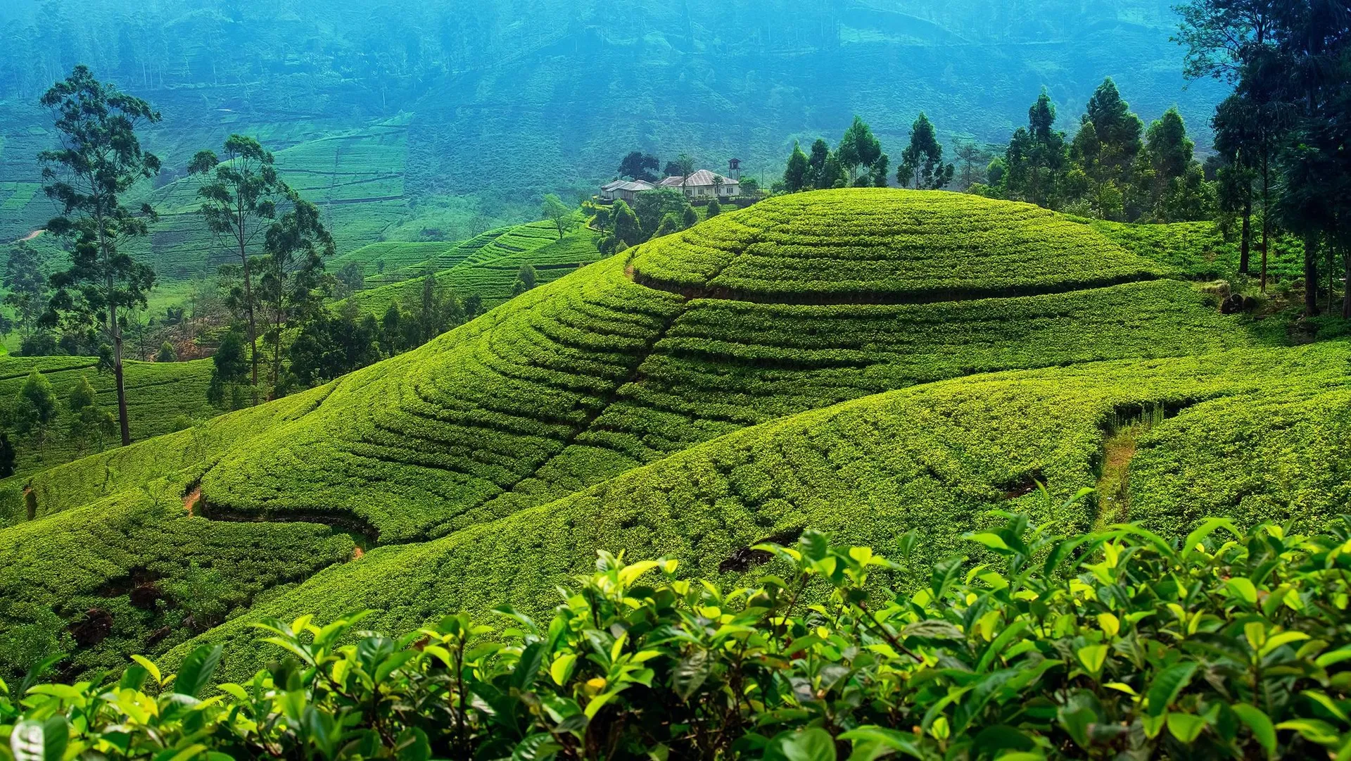 Nuwara Eliya 2